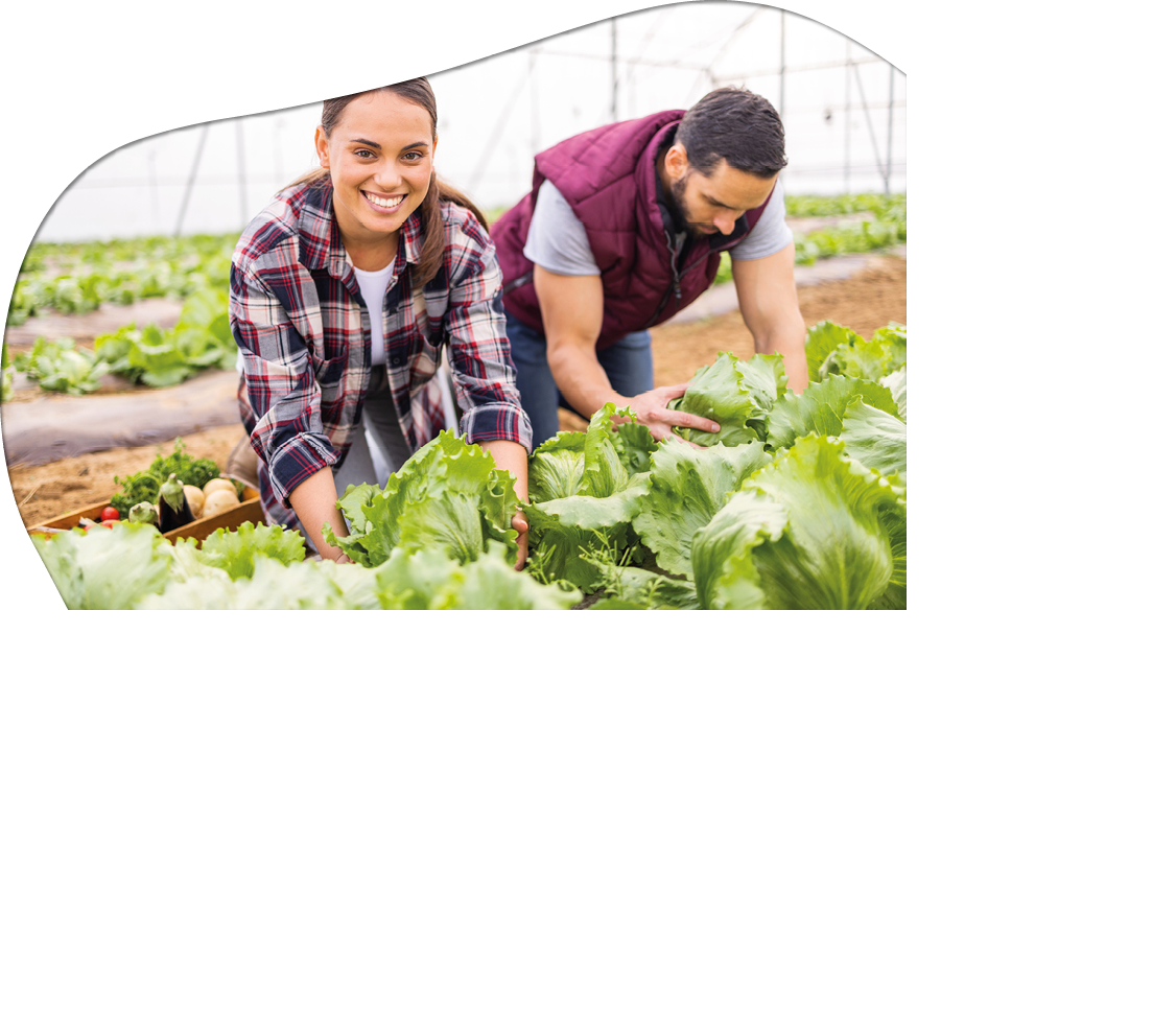 Couple farming agriculture, greenhouse lettuce and sustainability teamwork together with plants. Ha.