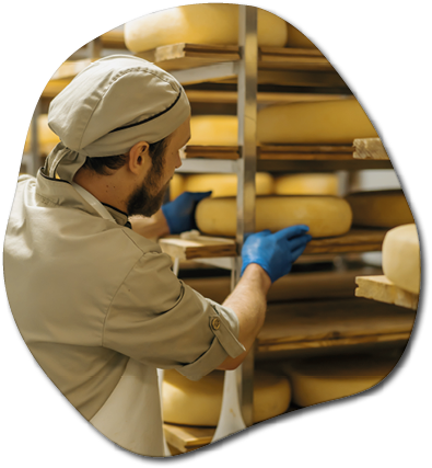 cheese maker in uniform at cheese production man in warehouse with wooden shelves full cheese heads takes cheese