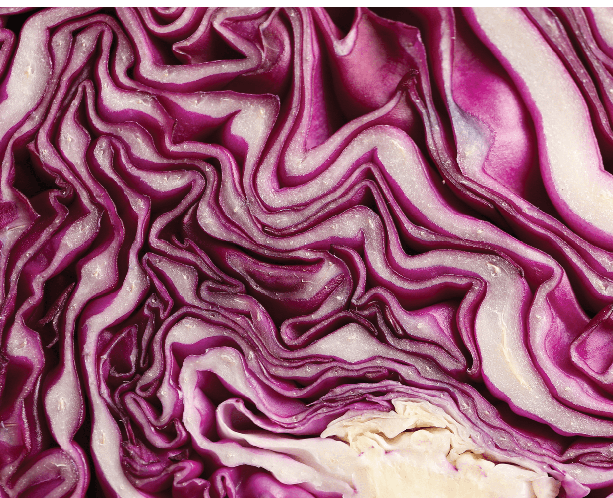 Red cabbage texture on whole background, close up