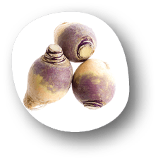 fresh Rutabaga root on the white background; Shutterstock ID 724606882; purchase_order: SEO