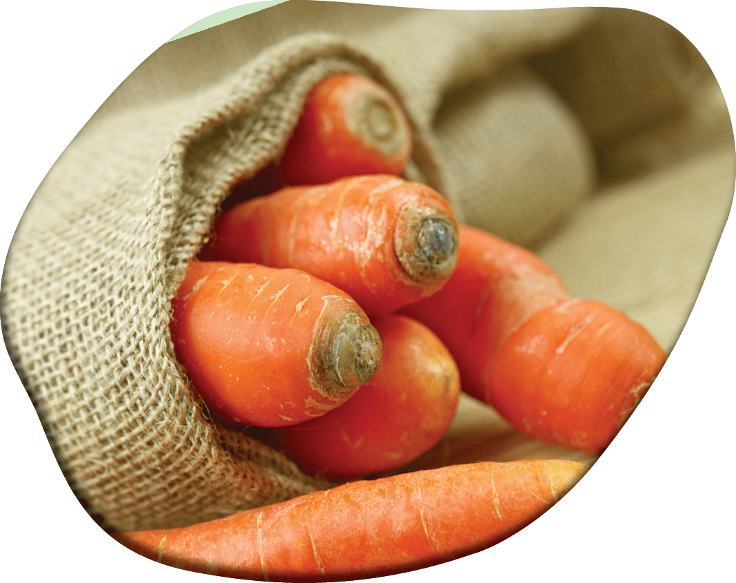 Fresh Carrots in Linen Bag Material. Organic Carrots. Vegetables Photo Collection.