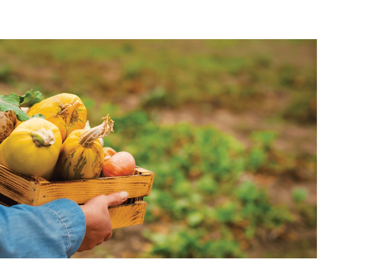 Delivery from eco farm to table bio products, grown by yourself. Box with vegetables in hands of farmer background of fields