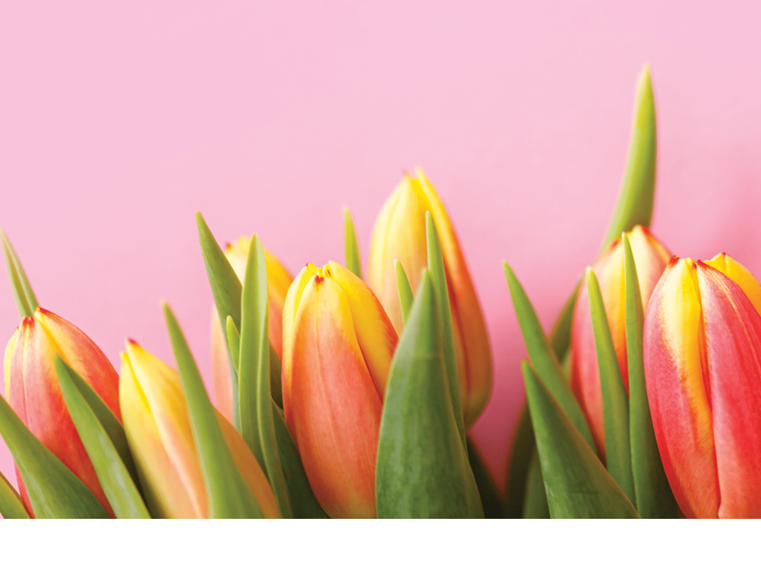 Lovely pastel pink tulips bunch, floral border at light background, top view. Layout for springtime holidays. Mother day greeting card
