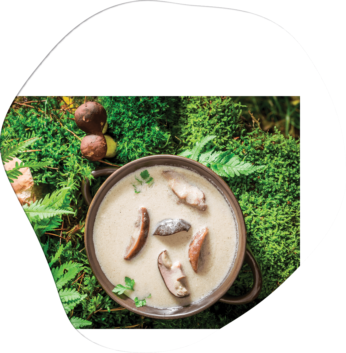 Homemade boletus cream made of noble mushrooms