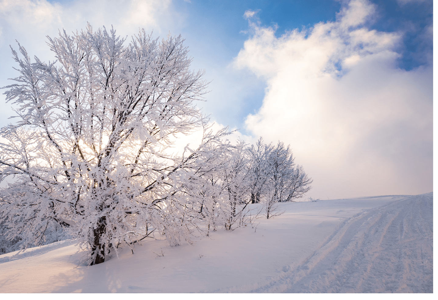 Small fragile tree covered with hoarfrost lonely grows from a snowdrift against the backdrop of giant centuries-old blurry snowy fir trees. Concept of a dying forest and bad ecology