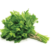 Fresh parsley on white background