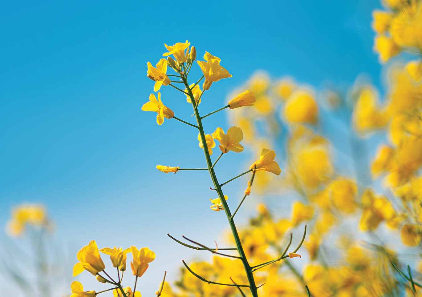Canola, rapeseed or oilseed rape crop is bright-yellow flowering plant cultivated mainly for its oil-rich seed, selective focus