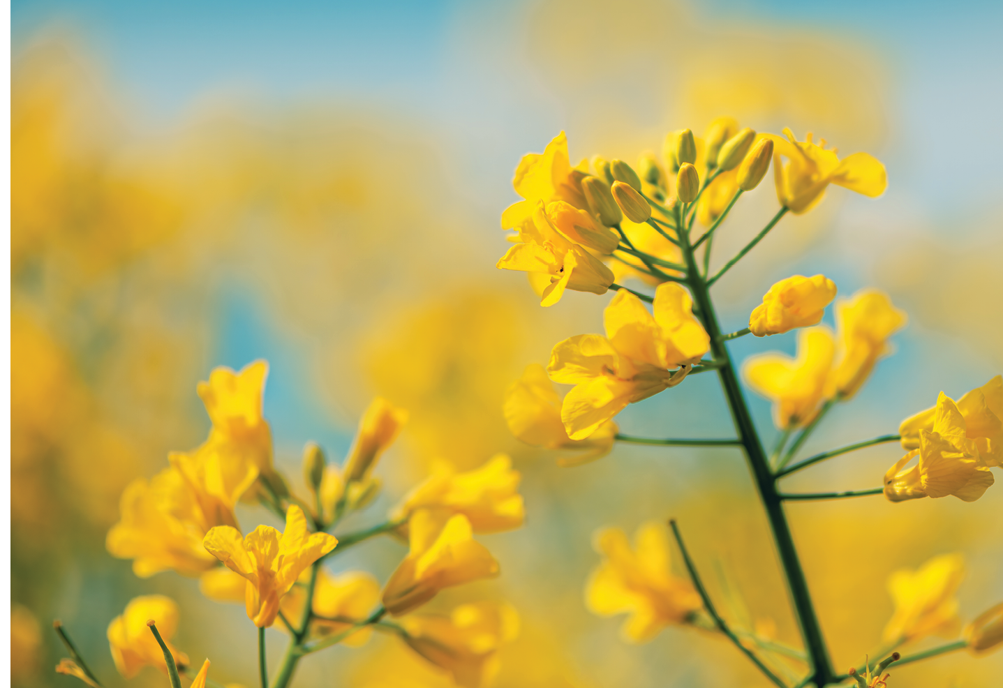 Canola, rapeseed or oilseed rape crop is bright-yellow flowering plant cultivated mainly for its oil-rich seed, selective focus