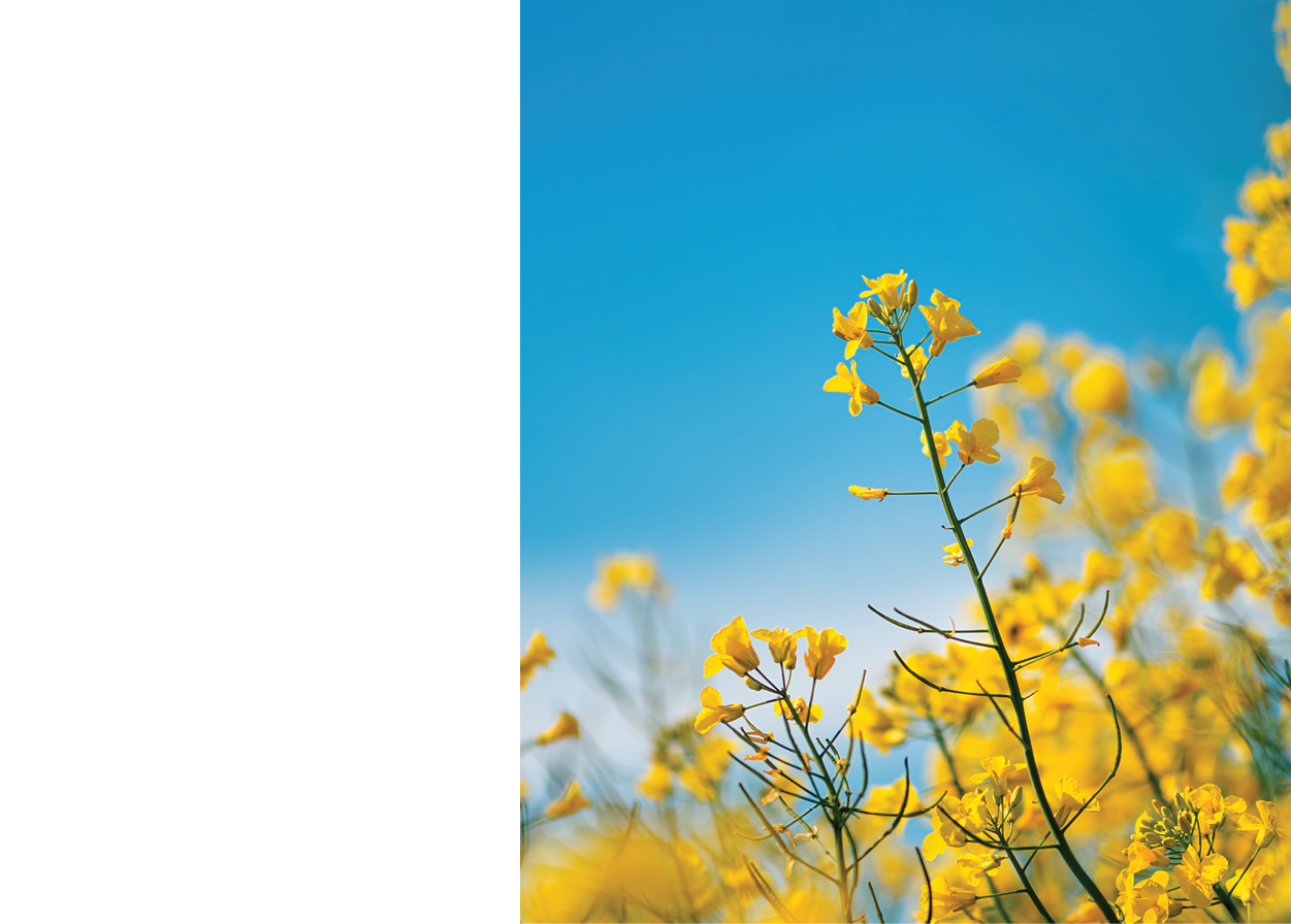 Canola, rapeseed or oilseed rape crop is bright-yellow flowering plant cultivated mainly for its oil-rich seed, selective focus