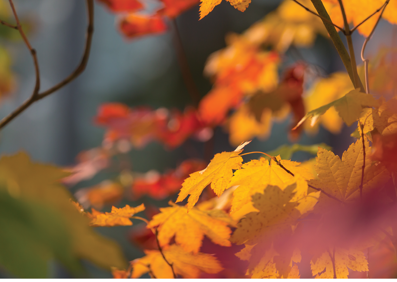 A tree with red and yellow leaves. Description generated by AI