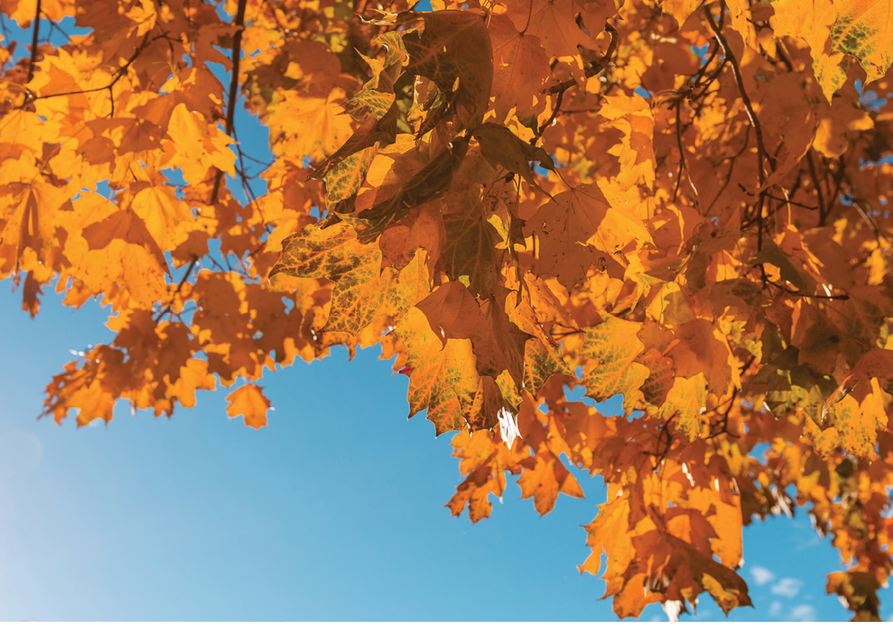 A tree with yellow leaves and blue sky. Description generated by AI