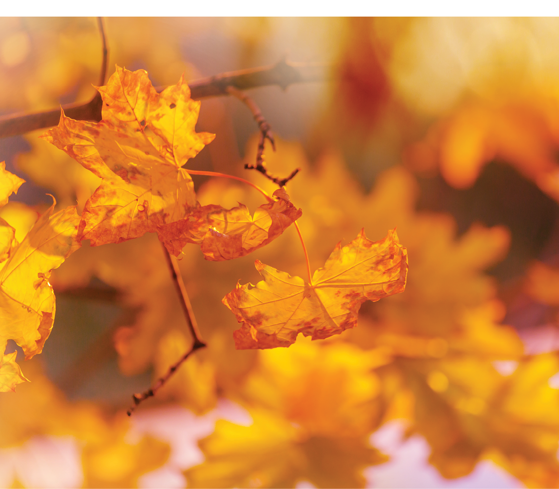 A bunch of yellow leaves on a tree. Description generated by AI