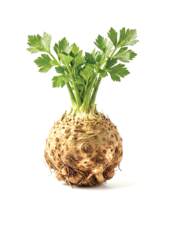 A plant with green leaves and a bulbous base. Description generated by AI