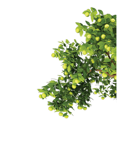 A tree with green leaves and yellow fruits. Description generated by AI