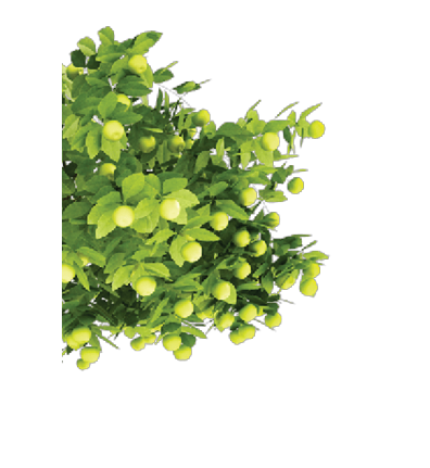 A bunch of green leaves with yellow fruits on them. Description generated by AI