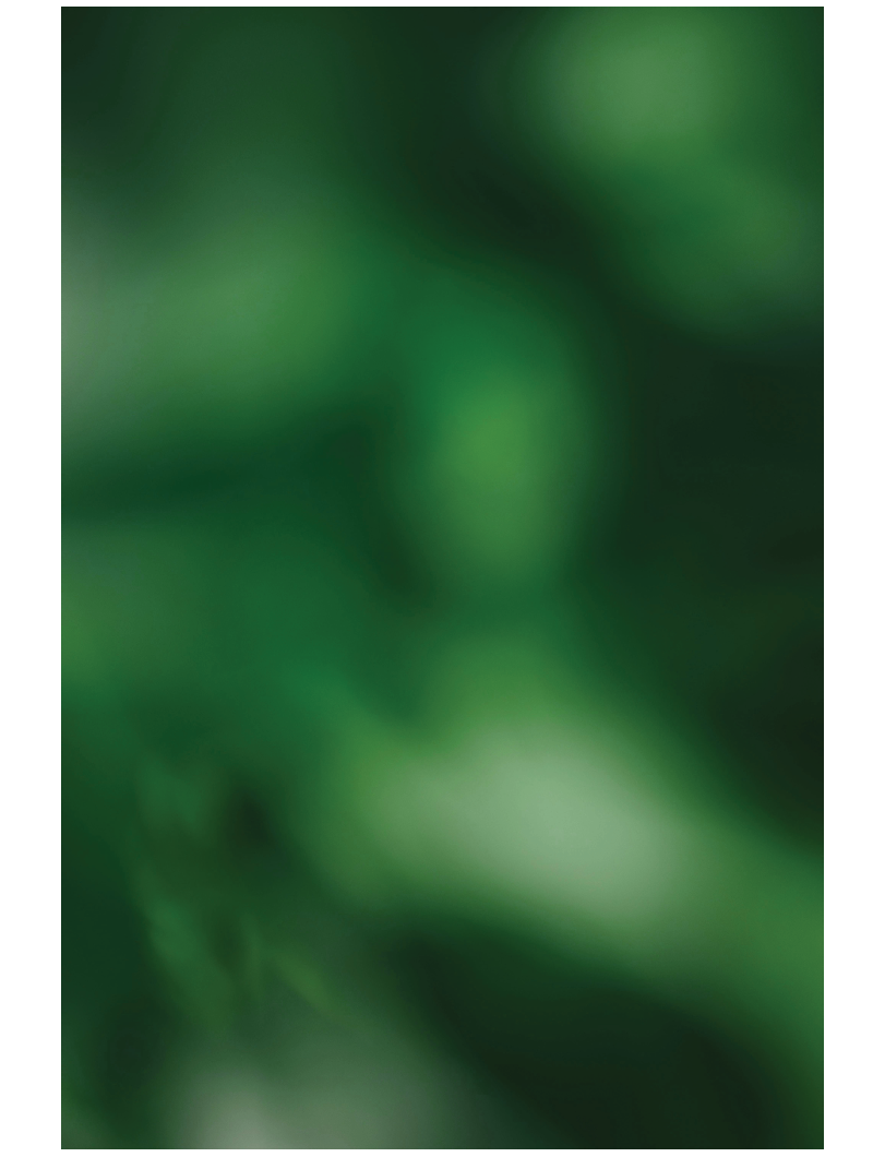 Green leaves in a forest. Description generated by AI