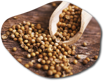 Dried Coriander Fruits Called Also Coriander Seeds When Used as a Spice. Coriander in the Small Wooden Scoop.