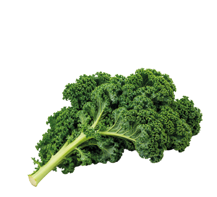 A fresh bunch of curly kale leaves with a thick stem on a white background. Description generated by AI