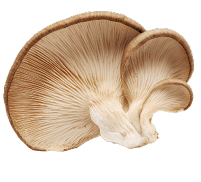 Three light brown oyster mushrooms with visible gills are shown against a white background. Description generated by AI
