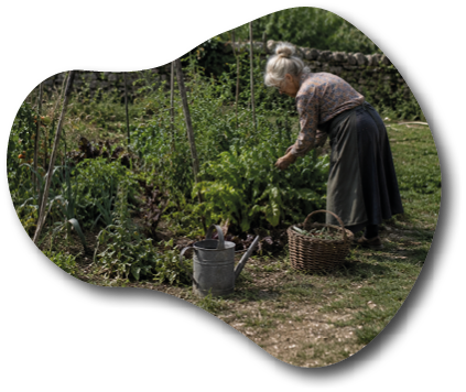 A senior with gray hair tied up is tending to a lush garden while wearing a long skirt and patterned top, with a wicker basket and watering can nearby. Description generated by AI