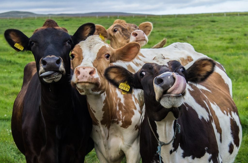 Gevarieerd plantaardig aanbod als onderdeel van moderne bedrijfscatering