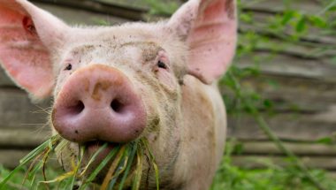 Eet geen dierendag
