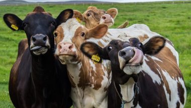 Gevarieerd plantaardig aanbod als onderdeel van moderne bedrijfscatering